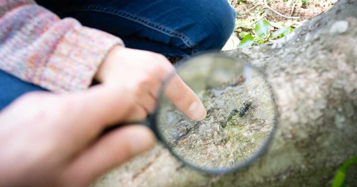 A person with a magnifying glass is watching two black ants fighting on a tree bark. (Representative Cover Image Source: Getty Images | Hakase_)