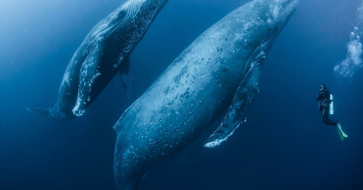 A diver observes two adult whales swimming in the ocean in Mexico. (Representative Cover Image Source: Getty Images | Rodrigo Friscione)
