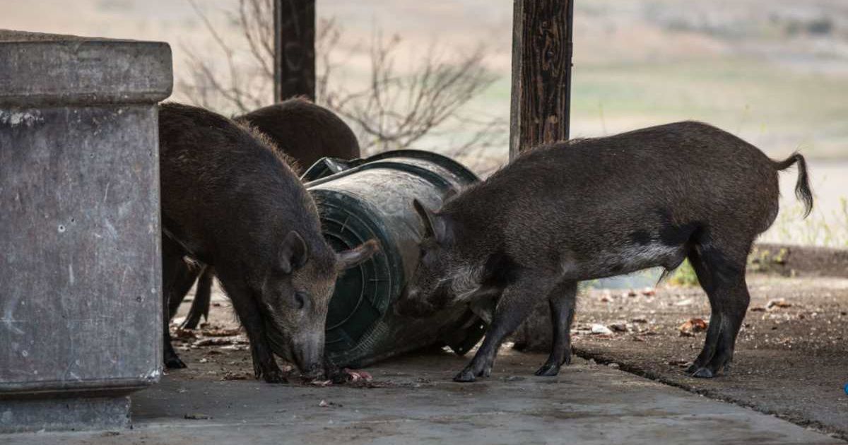 A representative image of a wild pig. (Cover Image Source: Getty Images | Photo By George Rose)