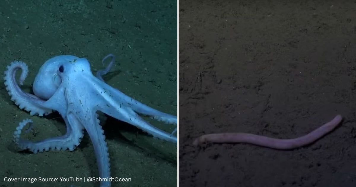 Screenshots of a few deep-sea creatures. (Cover Image Source: YouTube | @SchmidtOcean)