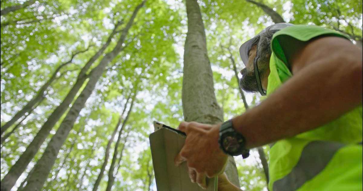 An environmentalist is examining the condition of the forest and the trees. (Representative Cover Image Source: Getty Images | Daniel Balakov)