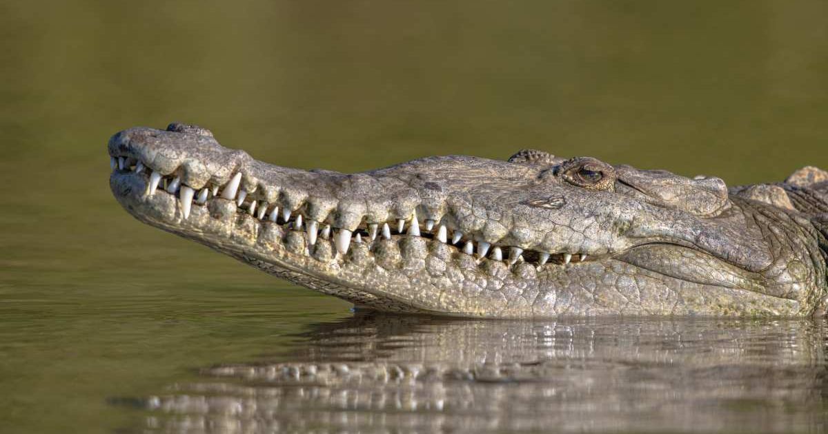 Crocodile peeking from the water with its snouted head (Representative Cover Image Source: Getty Images | CreativeNature_nl)