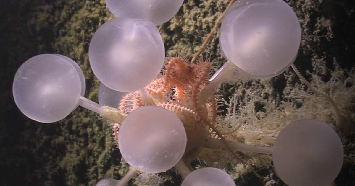 Carnivorous 'death ball' sponge discovered in the depths of the Southern Ocean by researchers of Ocean Census (Cover Image Source: Instagram | @OceanCensus)