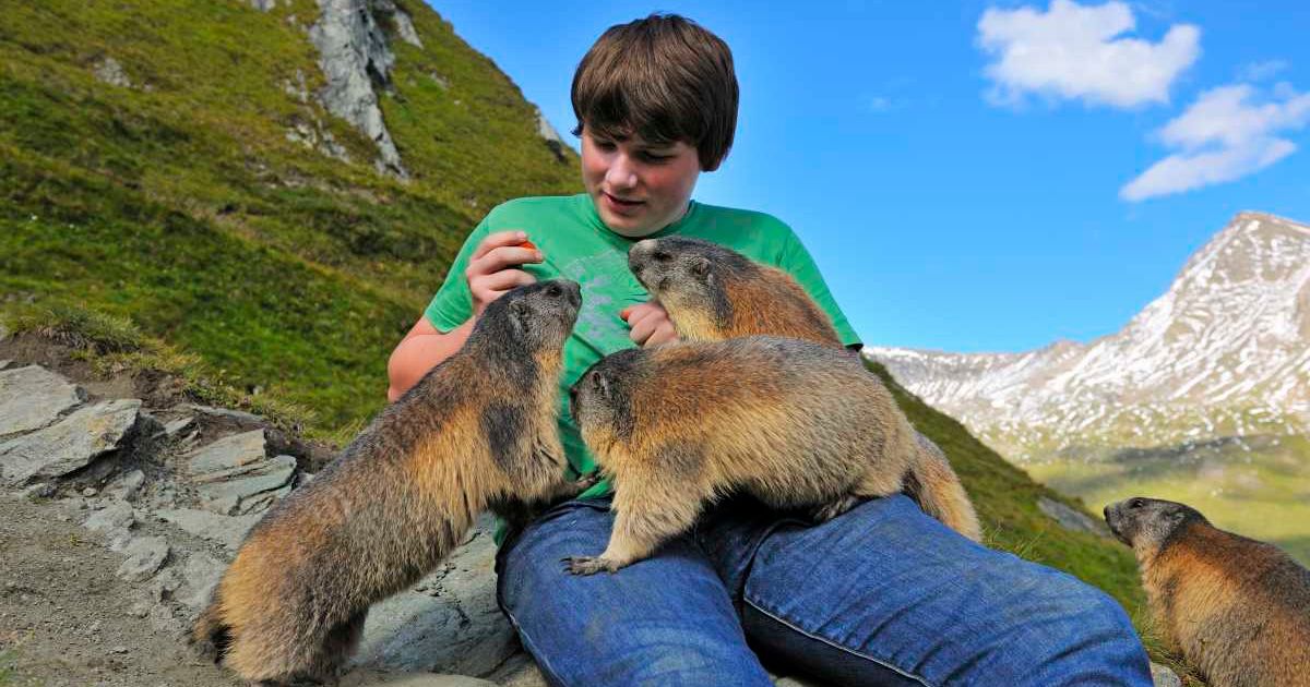 A teenager playing with Alpine marmots. (Representative Cover Image Source: Getty Images | Raimund Linke)