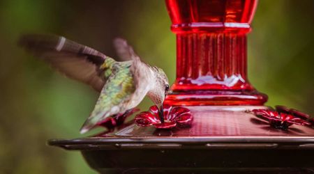 People Are Being Warned Never to Put One Thing In Hummingbird Feeders: ‘This Will Serve...'