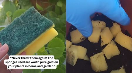 Hold On to Your Used Sponges — the Plants in Your Garden Might Desperately Need Them This Summer