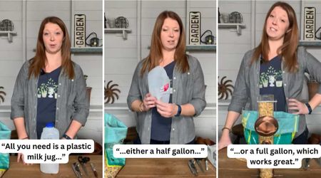 Gardening Expert Shares an Easy Method You Can Reuse Empty Milk Jugs to Feed The Birds