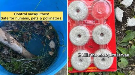 People Are Making a ‘Bucket of Doom’ in Their Yards to Eliminate Mosquitoes — Even Experts Approve