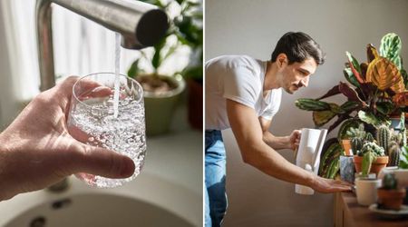 Tap or Filtered Water? Experts Settle the Debate on Which Is Best for Your Houseplants’ Survival