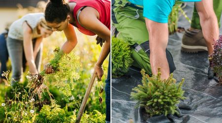 Landscape Fabric Seems Like an Easy Solution for Weed Problems — but Experts Say It’s a Bad Idea