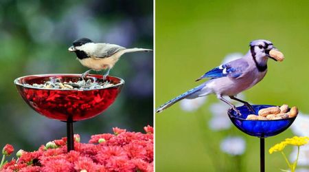Etsy Has Colorful Poppy Stake Feeders Made of Recycled Glass That Attracts Birds and Pollinators