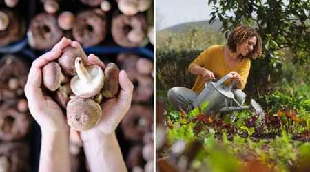 Turns Out, Mushrooms Soaked in Water Is a Brilliant Way to Revive Your Dying Plants This Summer