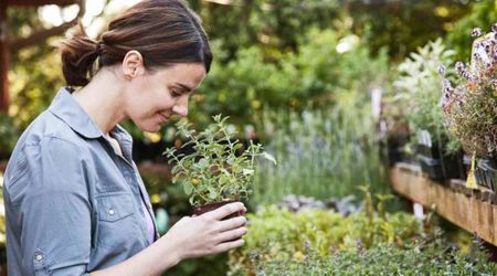 Ever Tried Matrix Planting? This Layering Method Not Only Saves Time but Also Preserves Ecosystem