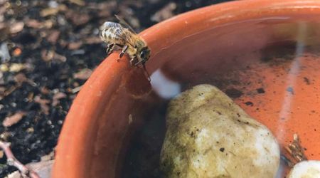 Gardeners Are Creating a Watering Station to Help Bees Tackle the Summer Heat — It Needs Just 3 Steps