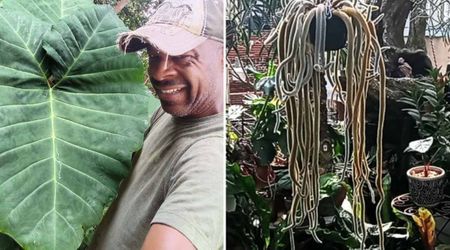 Philly Man Takes 3 Days to Finish Watering All His Houseplants — Even Made a Special Room for Them