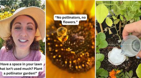 Gardeners Are Helping Out Hard-Working Bees and Butterflies by Creating 'Pollinator Gardens'