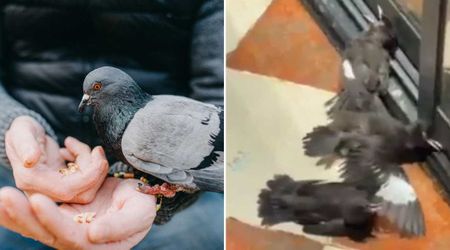 Sneaky Birds Pretend To Be Hurt After They Noticed a Person Feed Another Injured Bird