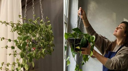 Gardener’s Houseplant Grows Away From Sunlight in an Oddly Hilarious Way — and Reddit Knows Why