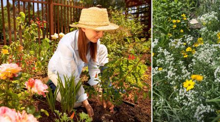 Dozens of Gardeners Swear By This Wild Flower Plant That Makes Pollinators ‘Go Absolutely Bonkers'