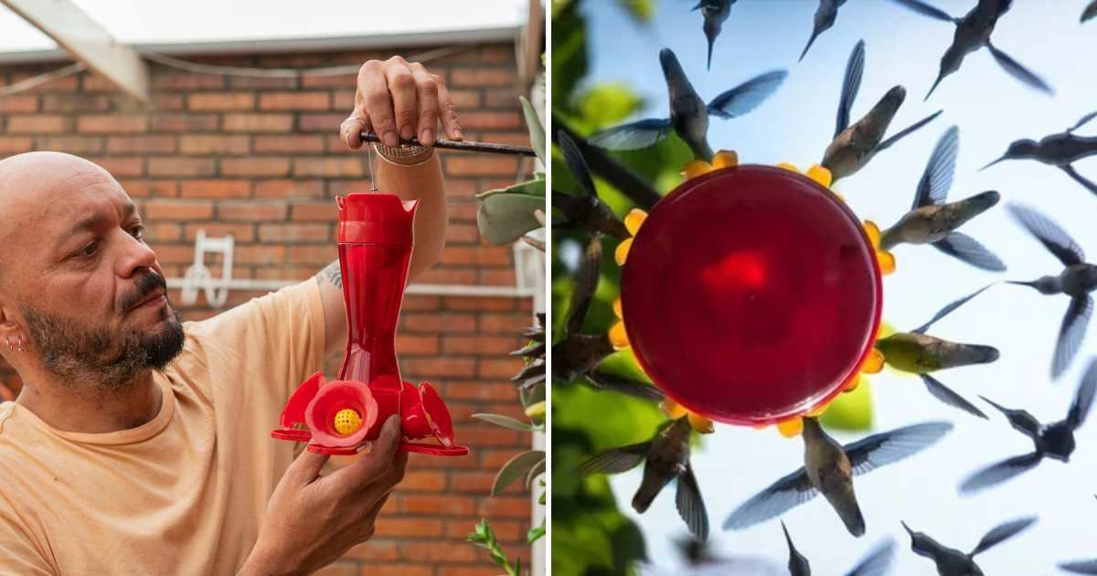 (L) Man setting up a hummingbird feeder (Representative Cover Image Source: Getty Images | Mario Arango) | (R) Reflection in a mirror below a hummingbird feeder (Cover Image Source: Reddit | u/bmaffitt)