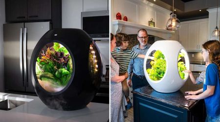 This Futuristic Garden Helps You Grow Vegetables Indoors Using Fog — You Just Have to Plug It In