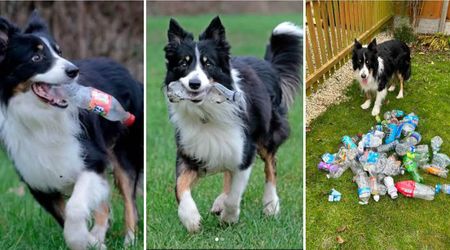 Sweet Border Collie Helps Its Owners Tidy Up the Streets by Picking up Over 1,000 Plastic Bottles