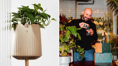 This Gene-Edited Plant Purifies Your Indoors So Well That You Inhale Clean Air With Every Breath