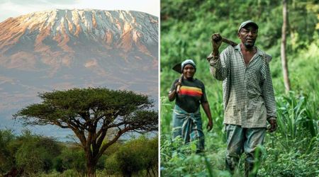 People in This Country Are Urged to Plant One Billion Trees to Preserve the Mountain Ice Cap