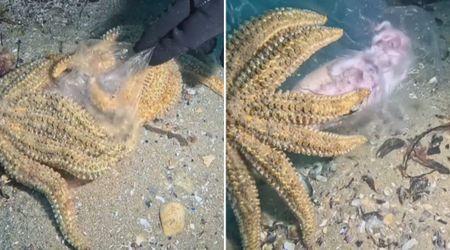 Diver Spots Two Starfish Fighting for a Plastic Bag on Seafloor — Soon Realizes What Was Happening
