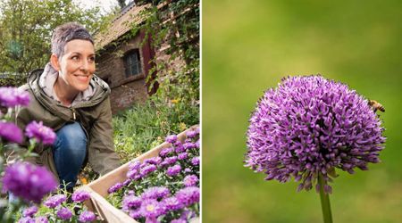 Want to Attract Pollinators While Adding Gorgeous Colors to Your Garden? Try Ornamental Onions