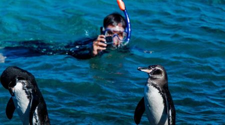 Orphaned Baby Penguin Was Terrified of Water — but One Guy Helped the Bird Overcome Her Fear