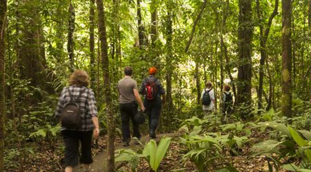 This Amazon Experiment Ran For Over 20 Years And It Show What May Happen If The Forest Dries Out
