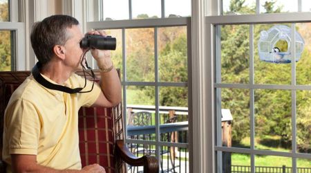 You May Love Birds In Your Garden But Your Home Windows Might Be Putting Their Lives In Danger