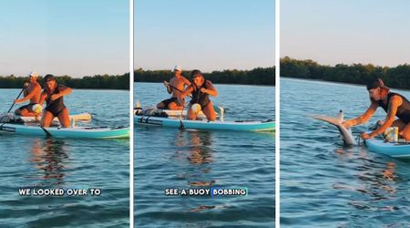 Incredible Footage Shows Woman Rescuing a Shark Entangled in Fishing Line With Her Bare Hands 