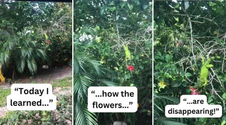 Woman Finds Hibiscus Flowers Mysteriously Vanishing From Her Garden — Then She Spots the Culprit