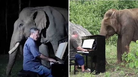 When a Pianist Sat Down To Play For Blind Elephants No One Imagined How Deeply They Would Connect