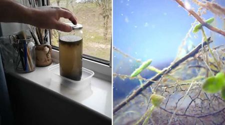 Man Leaves a Jar Full of Pond Water Near Window — Days Later, He Observes It Under the Microscope