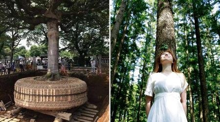 Japan Quietly Saves Nature By 'Relocating' Trees During Roadwork And The World Is Taking Notes