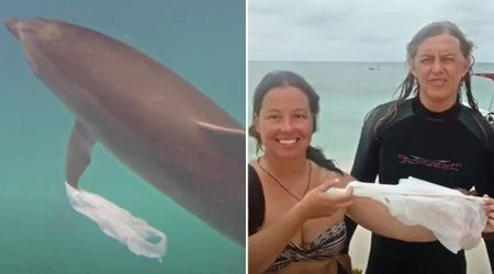 Dolphin Picks up a Plastic Bag Floating in the Ocean — Then Deliberately Hands It Over to Humans