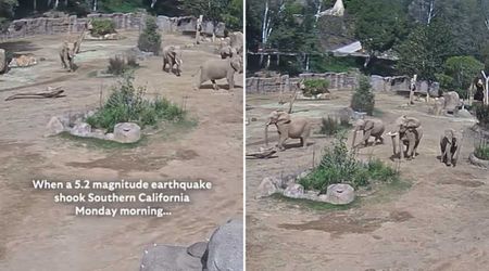 Incredible Footage Shows a Herd of Zoo Elephants Protecting Each Other During an Earthquake