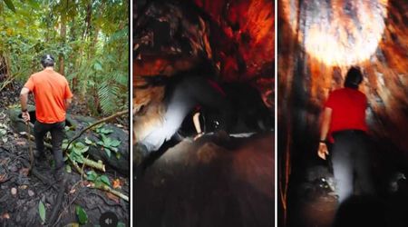 Explorer Shares a Glimpse of What the Insides of a 1,000-Year-Old Tree Look Like in Wild Footage