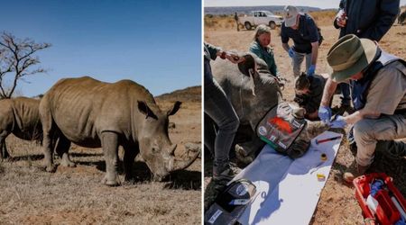 Some Rhinos in South Africa Have Radioactive Horns — a Bold Attempt to Save Them From Poachers