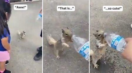 Heartbreaking Footage Shows a Thirsty Squirrel Begging Humans for Some Water to Drink