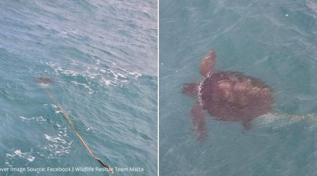Kite Surfer Spots Sea Turtle Clinging to a Stick Floating in the Ocean — Then He Takes a Closer Look