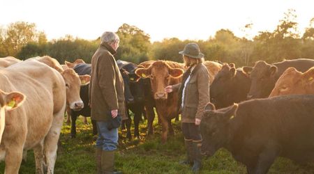 Cows Are Now Being Trained to Pee in Designated Places in an Attempt to Prevent Global Warming