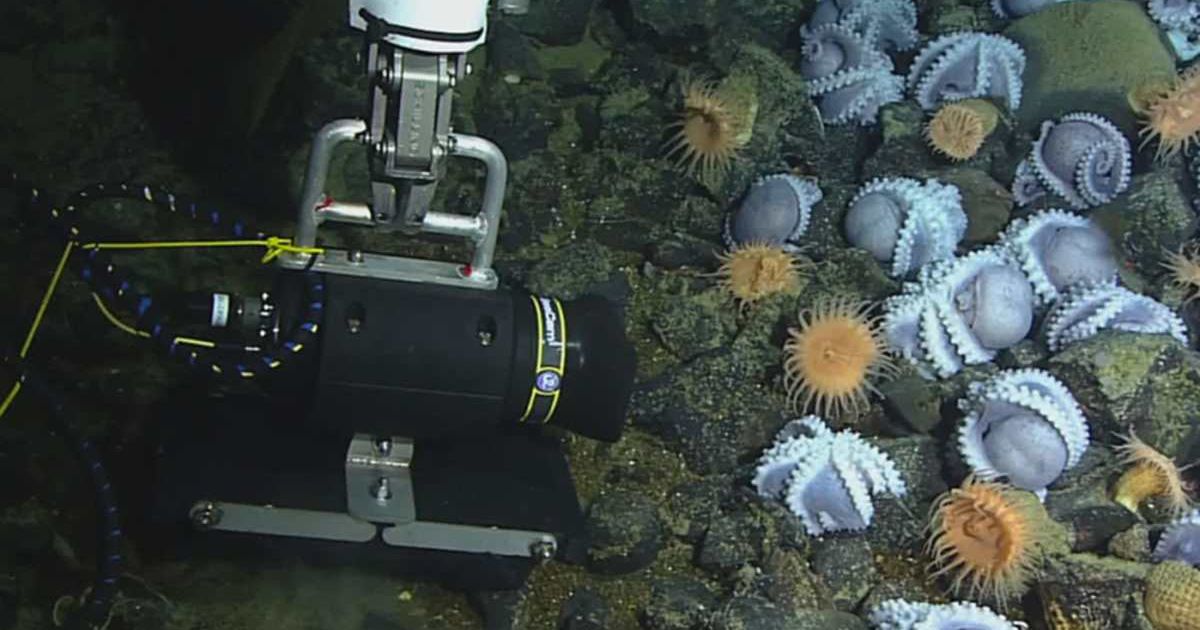 Pearl octopus mothers clustered in an underwater mountain, hatching their eggs. (Cover Image Source: Facebook | MBARI)