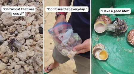 Beachgoer Offers a Variety of Shells to Hermit Crab Living in a Plastic Cup — and It Picked a Home