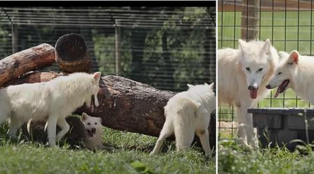 Stunning Footage Captures the Reunion of 3 Dire Wolves That Were Brought Back From Extinction