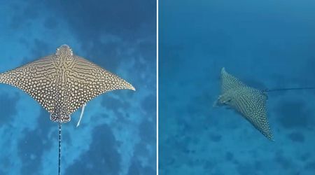 Diver Befriends Rare Species Called ‘Unicorn of the Sea’ That Has Been Only Spotted 60 Times Ever