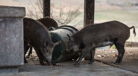 The Strange Yet Alarming Reason Why Wild Pigs in California Are Turning Neon Blue on the Inside